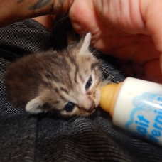 Image pour l'annonce donne chaton non sevré