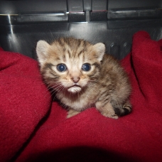 Image pour l'annonce donne chaton non sevré