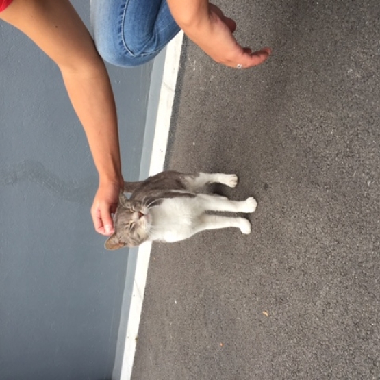 Image pour l'annonce Donne chat gris et blanc trouvé sur marcq il y a 3 semaines