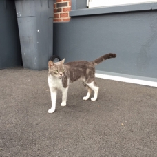 Image pour l'annonce Donne chat gris et blanc trouvé sur marcq il y a 3 semaines