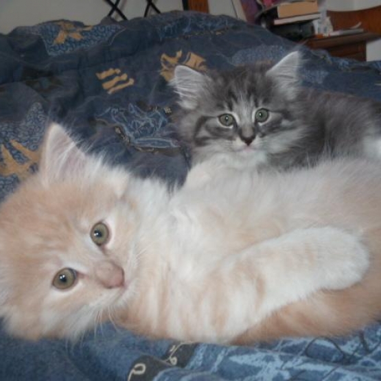 Image pour l'annonce Chatons Norvégien LooF