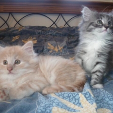 Image pour l'annonce Chatons Norvégien LooF