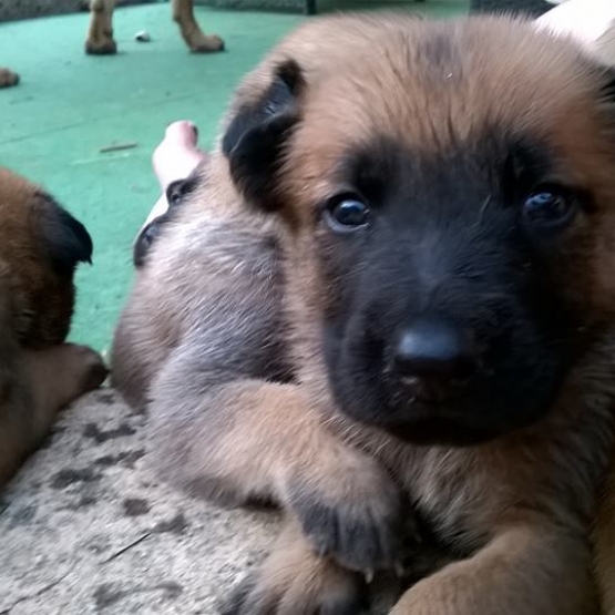 Image pour l'annonce CHIOTS TYPE MALINOIS
