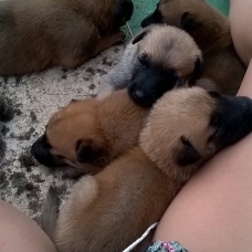 Image pour l'annonce CHIOTS TYPE MALINOIS