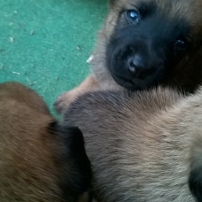 Image pour l'annonce CHIOTS TYPE MALINOIS