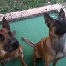 Image pour l'annonce CHIOTS TYPE MALINOIS