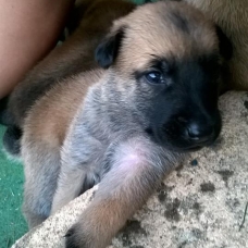 Image pour l'annonce CHIOTS TYPE MALINOIS