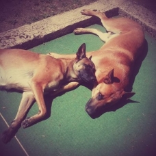Image pour l'annonce CHIOTS TYPE MALINOIS