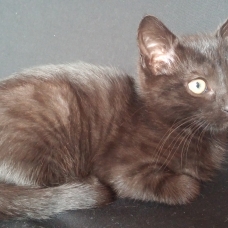 Image pour l'annonce donne chat