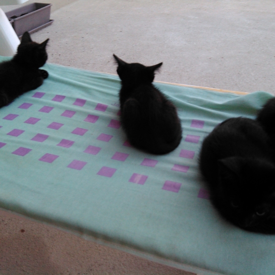 Image pour l'annonce donne 4 chatons Bombay