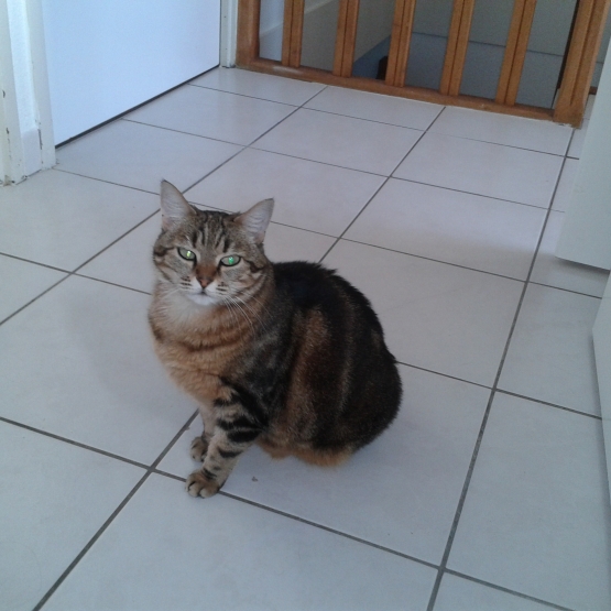 Image pour l'annonce A adopter Choupette