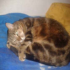 Image pour l'annonce A adopter Choupette