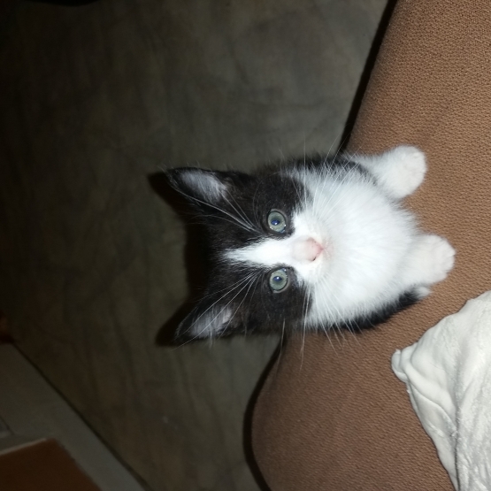 Image pour l'annonce Chaton à donner