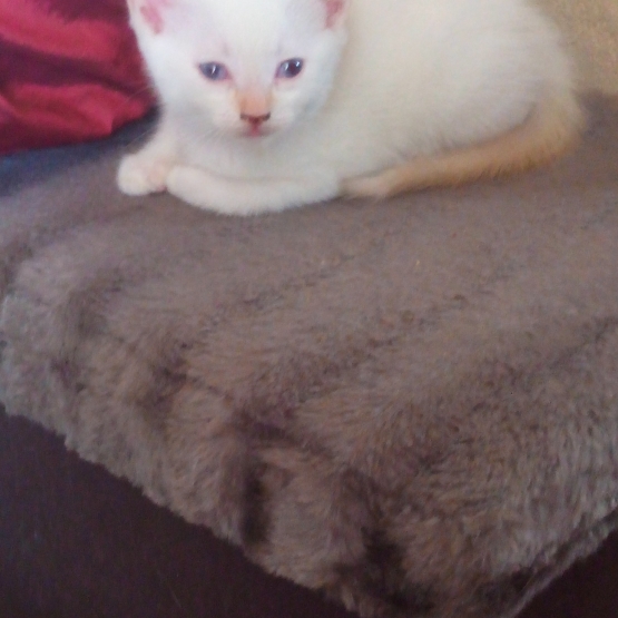Image pour l'annonce Donne chaton contre bons soins