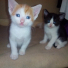 Image pour l'annonce Donne chaton contre bons soins