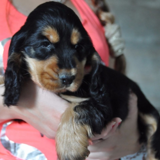 Image pour l'annonce Adoption Cocker Spaniel Anglais