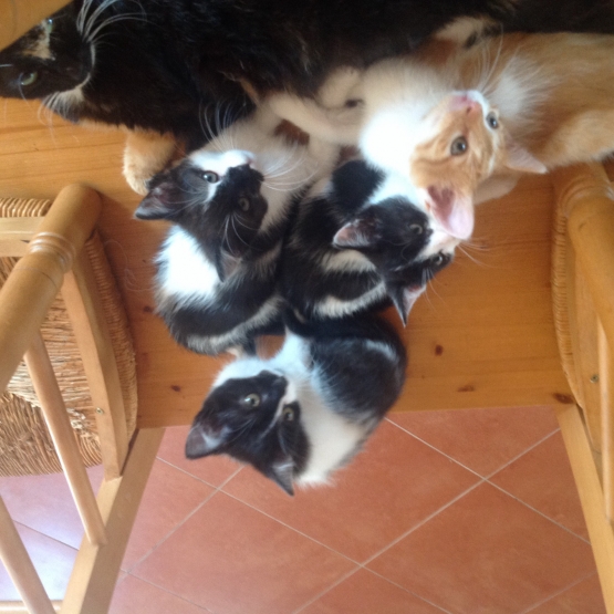 Image pour l'annonce Donne adorables chatons.