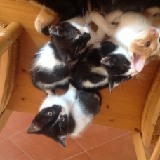 Image pour l'annonce Donne adorables chatons.