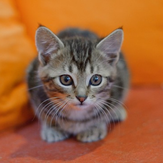 Image pour l'annonce donne chaton contre bon soin