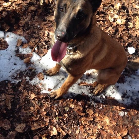 Image pour l'annonce malinoi