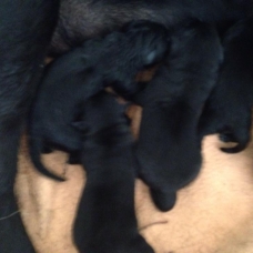 Image pour l'annonce Donne chiots