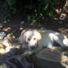 Image pour l'annonce reste 5 chiot type labrador