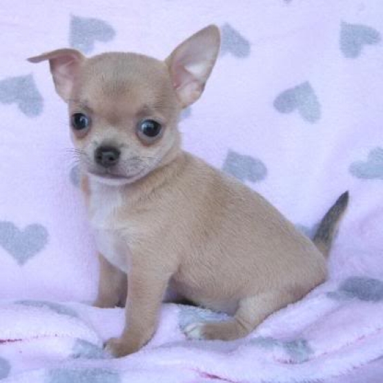 Image pour l'annonce chiot femelle chihuahua