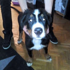 Image pour l'annonce URGENT chiot bouvier bernois