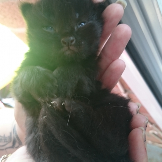 Image pour l'annonce donne chaton contre bon soins