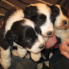 Image pour l'annonce vends bearded collie