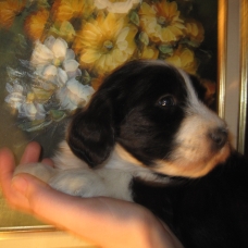 Image pour l'annonce vends bearded collie