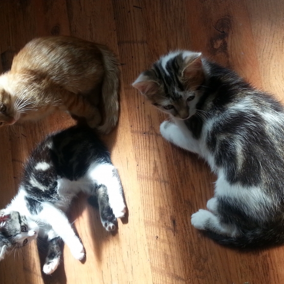 Image pour l'annonce Donne chatons