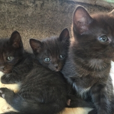 Image pour l'annonce Donne chatons âgés de 2 mois, gentils et propres