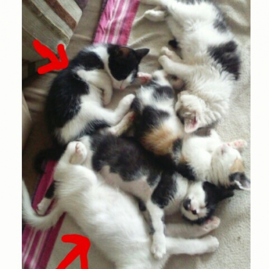 Image pour l'annonce 2 chatons (frères) à donner contre bons soins.