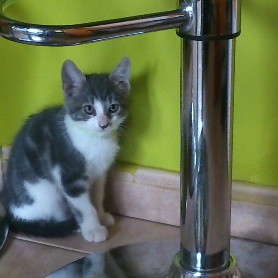 Image pour l'annonce ADORABLE CHATON ATTENDS D'ETRE ADOPTER