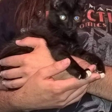 Image pour l'annonce Donne 2 chatons