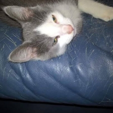 Image pour l'annonce Donne 2 chatons