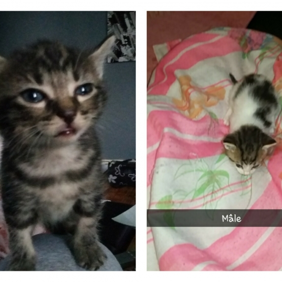 Image pour l'annonce Chatons à donner