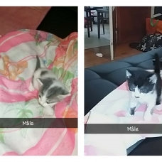 Image pour l'annonce Chatons à donner