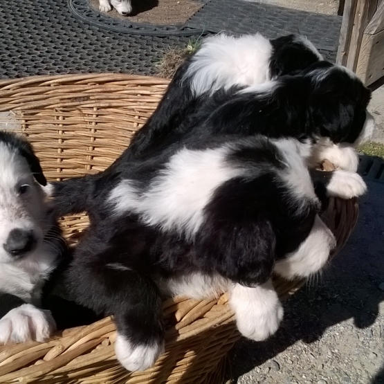 Image pour l'annonce DONNE ADORABLE CHIOT BORDER COLLIE