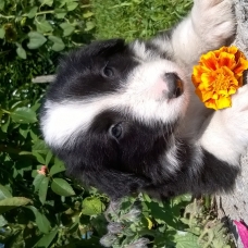 Image pour l'annonce DONNE ADORABLE CHIOT BORDER COLLIE