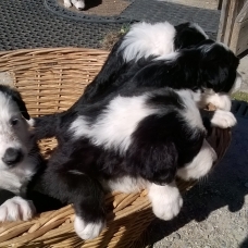 Image pour l'annonce DONNE ADORABLE CHIOT BORDER COLLIE