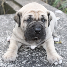 Image pour l'annonce Mâle fila brasileiro à reservér