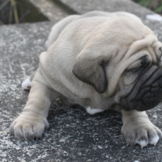 Image pour l'annonce Mâle fila brasileiro à reservér