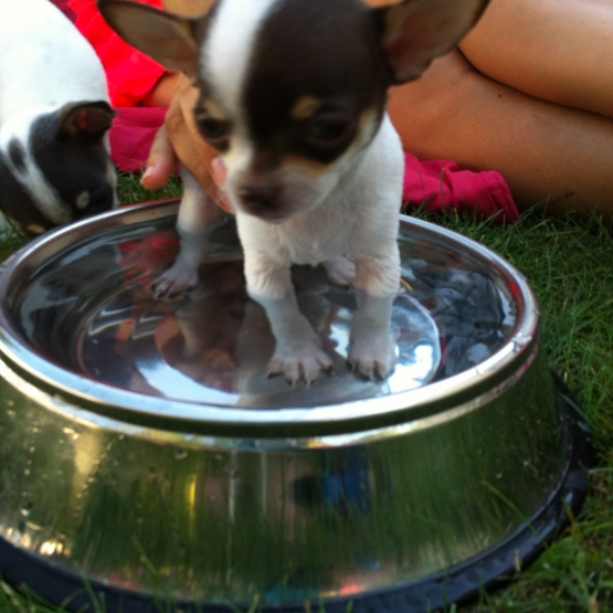 Image pour l'annonce Vends Chiots Chihuahua