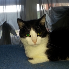 Image pour l'annonce donne chat mâle
