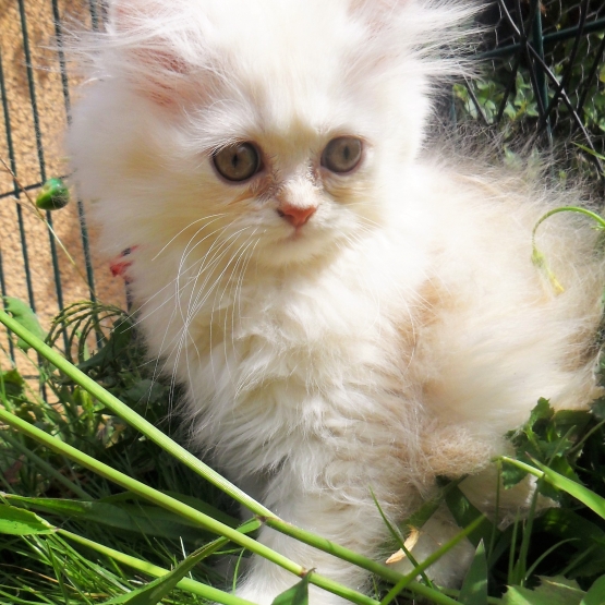 Image pour l'annonce chat persan