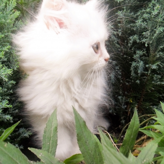 Image pour l'annonce chat persan