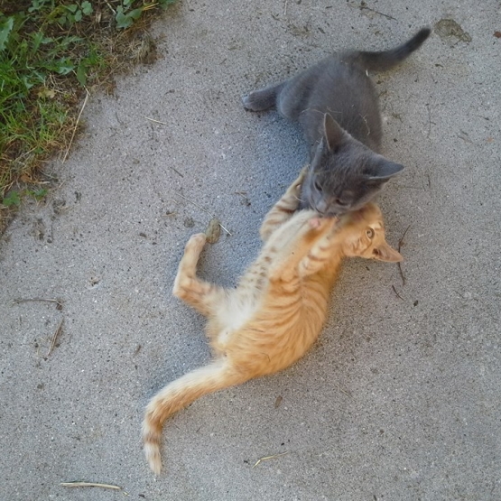 Image pour l'annonce 2 chatons à donner, urgent