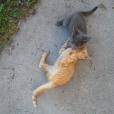 Image pour l'annonce 2 chatons à donner, urgent